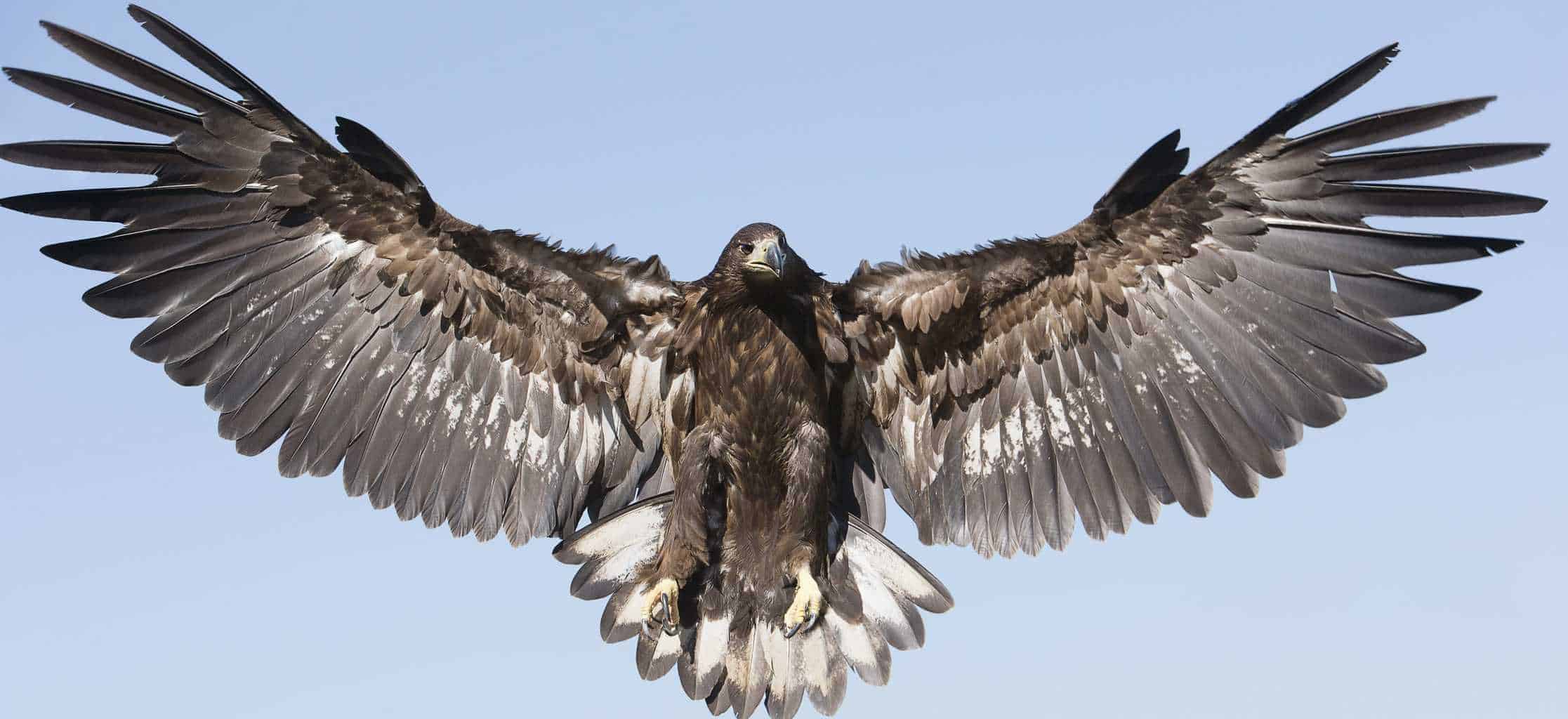 Новая зеландия орел хааста. Тераторнис мерриама. Вымерший орел. Новозеландский орел хааста. Гигантский орел хааста.