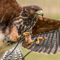 Harris Hawk at the National Centre for Birds of Prey, Duncombe Park, Helmsley UK