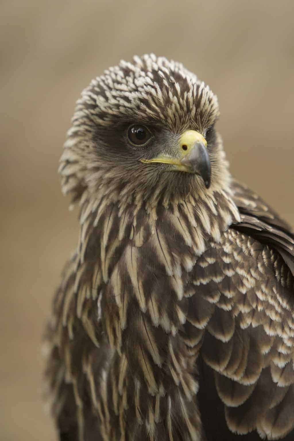 Yellow Billed Kite at the National Centre for Birds of Prey, Duncombe Park, Helmsley UK