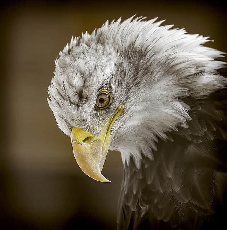 baldeagleliberty National Centre for Birds of Prey