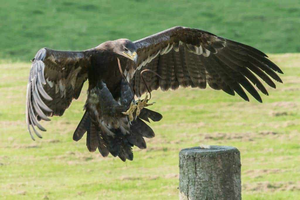 Steppe Eagle at the National Centre for Birds of Prey, Duncombe Park, Helmsley UK