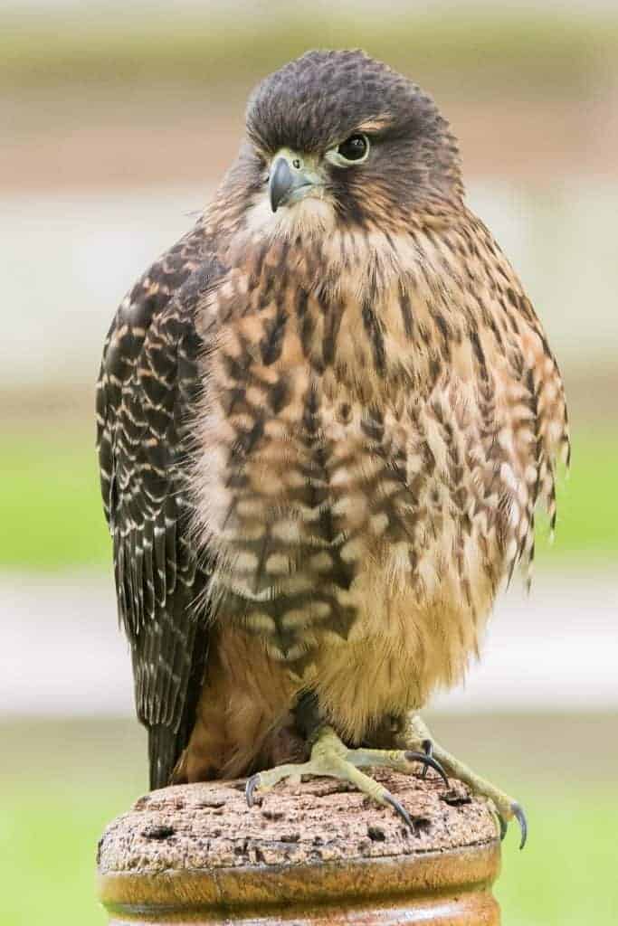 New Zealand Falcon at the National Centre for Birds of Prey, Duncombe Park, Helmsley UK