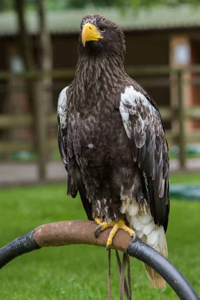Stellers Sea Eagle at the National Centre for Birds of Prey, Duncombe Park, Helmsley UK