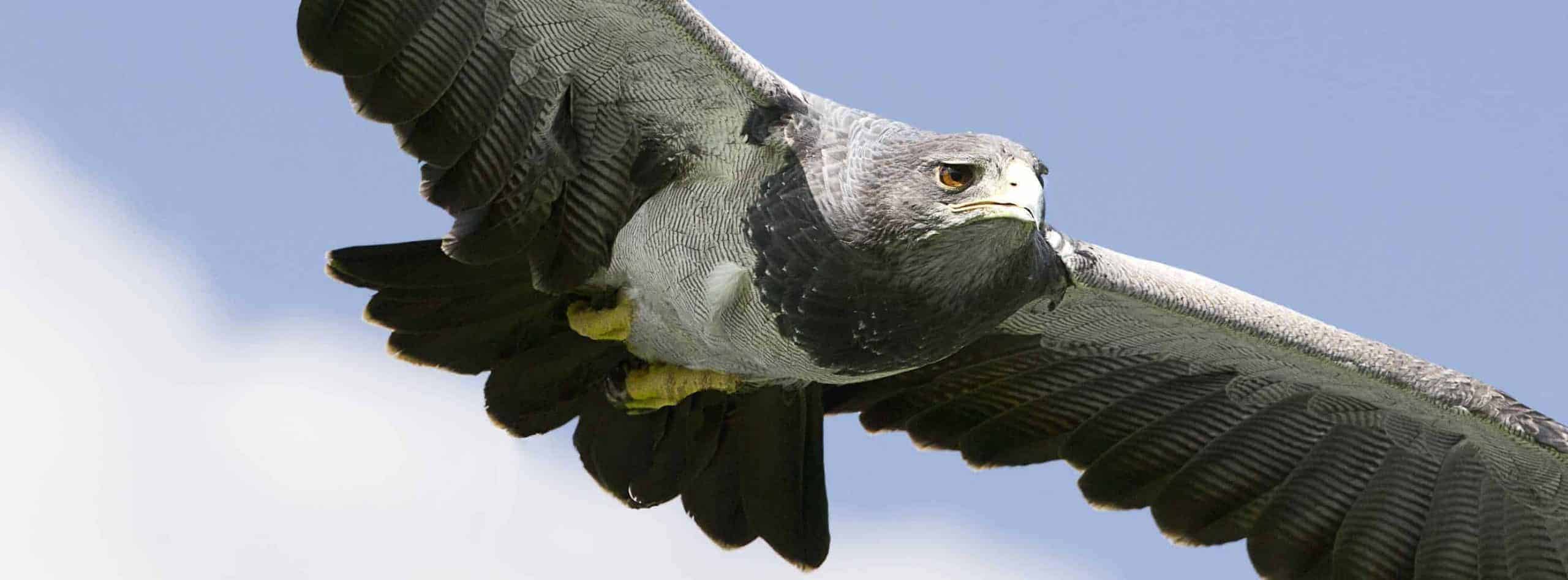 Grey Buzzard Eagle at National Centre for Birds of Prey