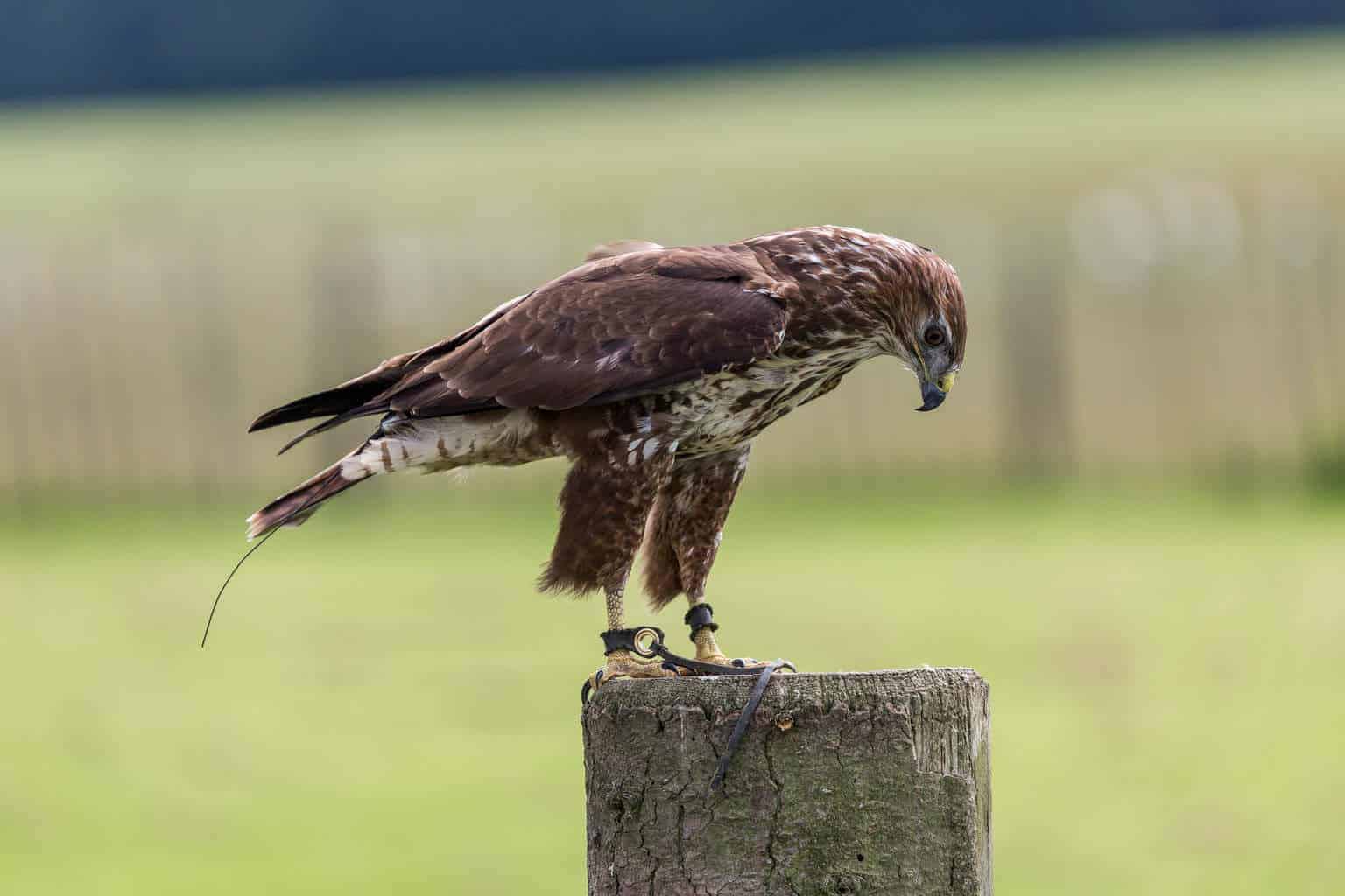 Common Buzzard at the National Centre for Birds of Prey, Duncombe Park, Helmsley UK