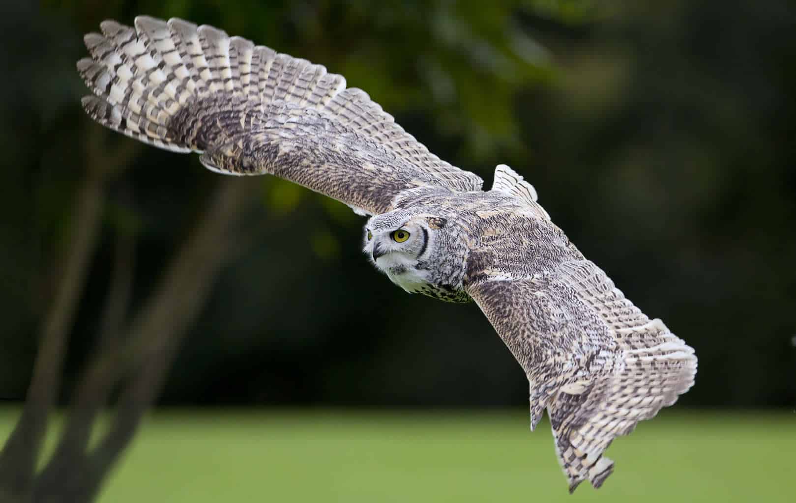 Great Horned Owl at the National Centre for Birds of Prey, Duncombe Park, Helmsley UK