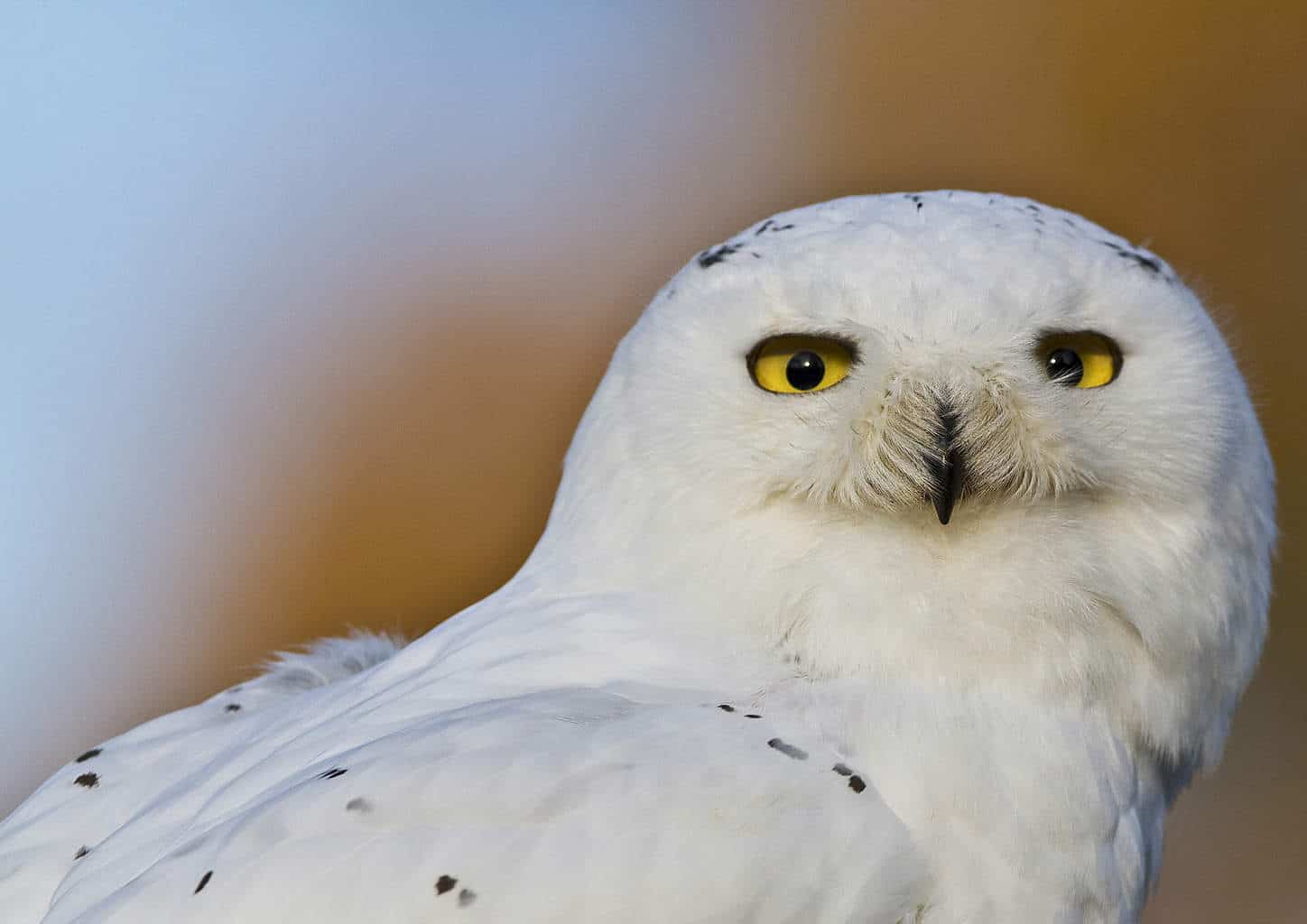 Stock Image of a Snowy Owl Closeup - National Centre for Birds of Prey