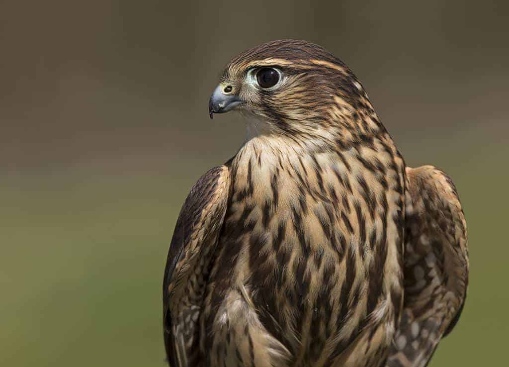 Merlin at the National Centre for Birds of Prey, Duncombe Park, Helmsley UK