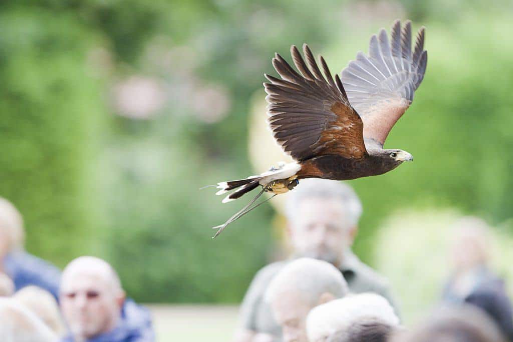 Harris Hawk at the National Centre for Birds of Prey, Duncombe Park, Helmsley UK