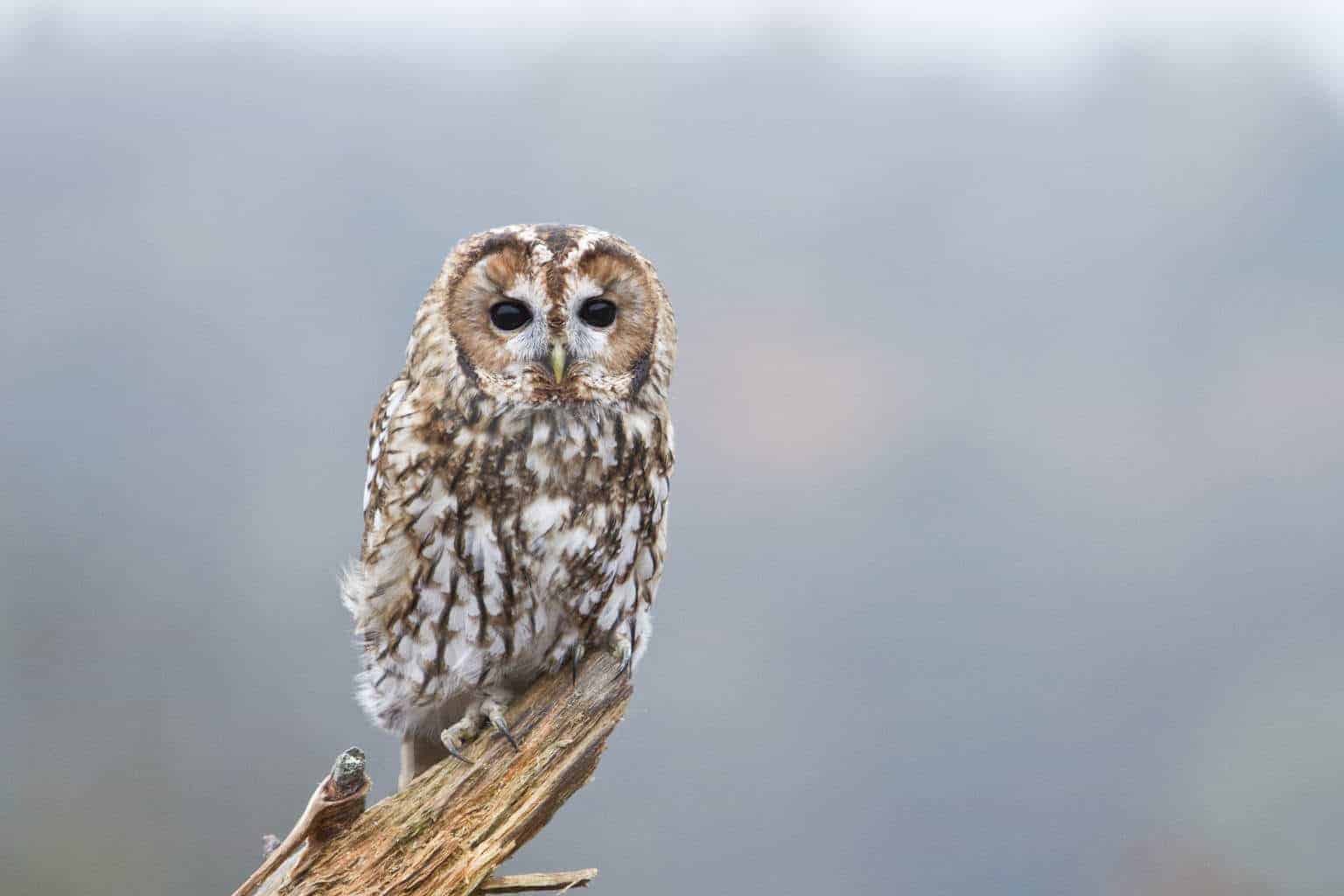 Tawny Owl at the National Centre for Birds of Prey, Duncombe Park, Helmsley UK