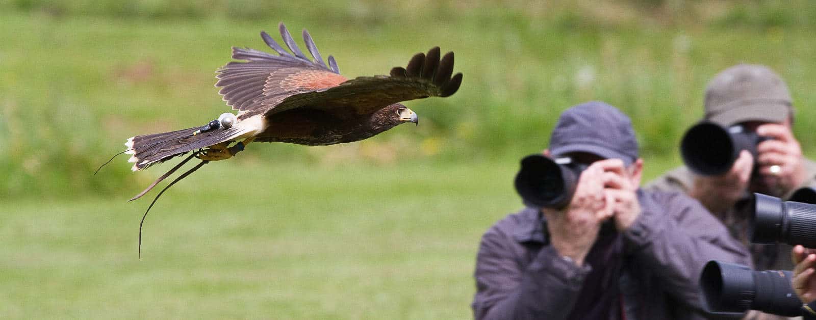 Harris Hawk at the National Centre for Birds of Prey, Duncombe Park, Helmsley UK