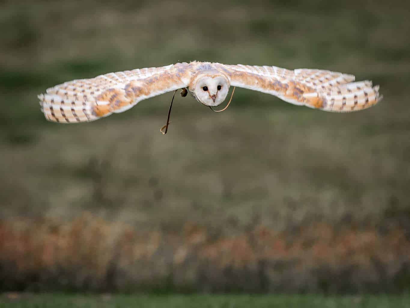 Barn Owl at National Centre for Birds of Prey