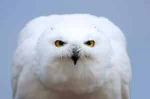 Snowy Owl at National Centre for Birds of Prey