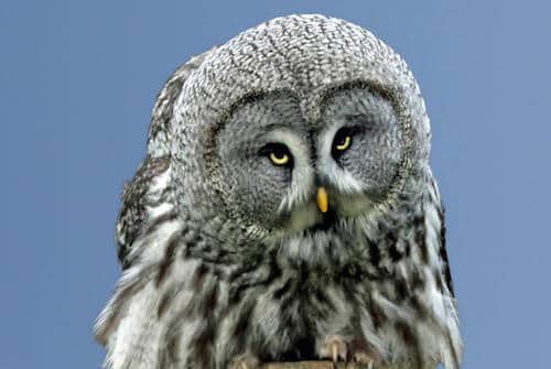 Great Grey Owl at the National Centre for Birds of Prey, Duncombe Park, Helmsley UK