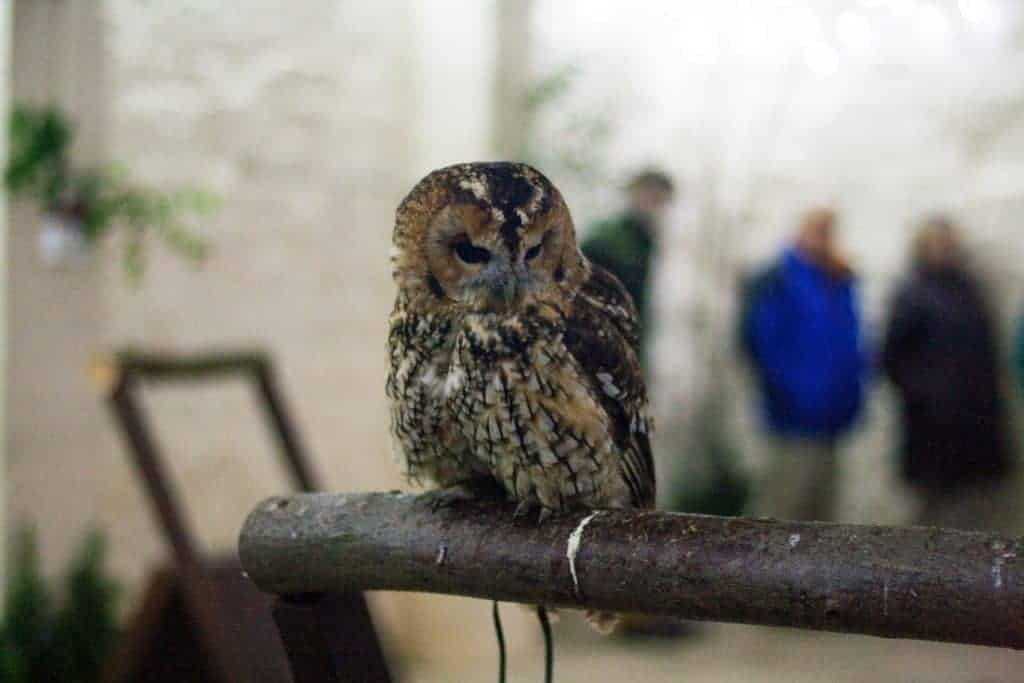 Tawny Owl at National Centre for Birds of Prey