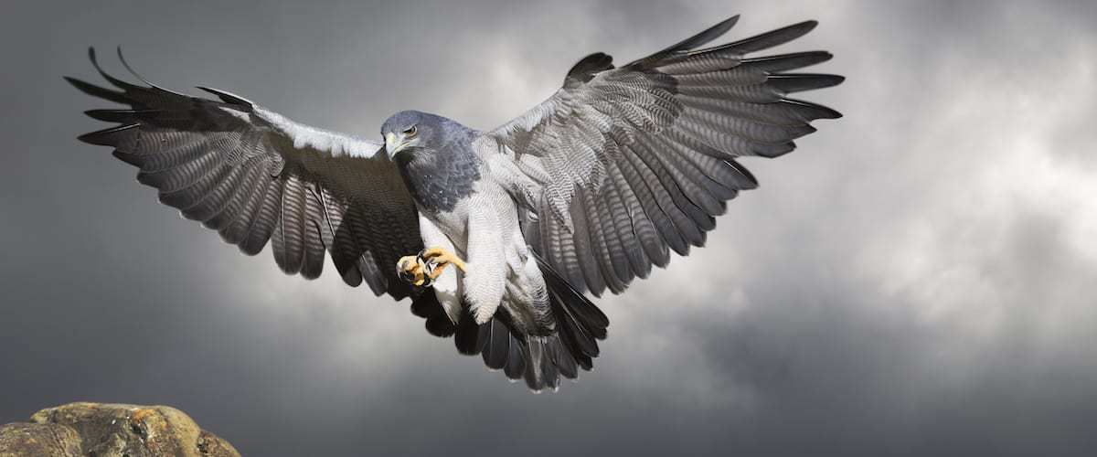 Grey Buzzard Eagle at National Centre for Birds of Prey