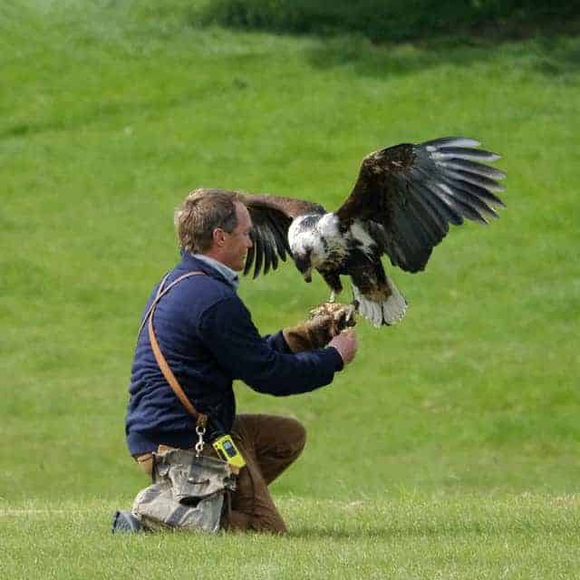 Charlie Heap and African Fish Eagle , National Centre for Birds of Prey