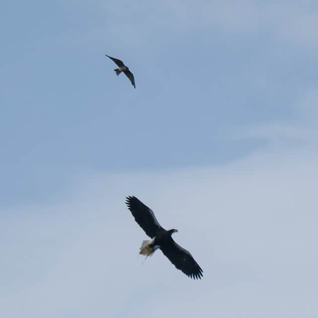 Flying Steller's Sea Eagle and wild Peregrine at National Centre for Birds of Prey