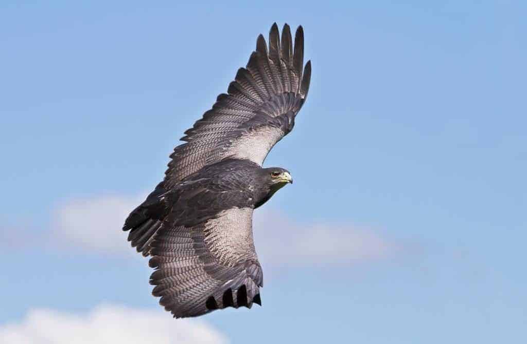 Grey Buzzard Eagle in flight compressed National Centre for Birds