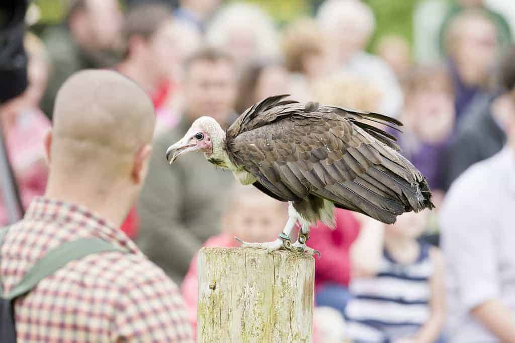Hooded Vulture, National Centre for Birds of Prey