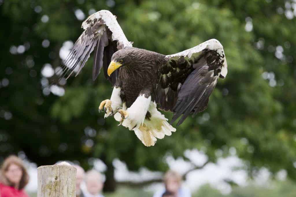 Stellar's Sea Eagle at National Centre for Birds of Prey