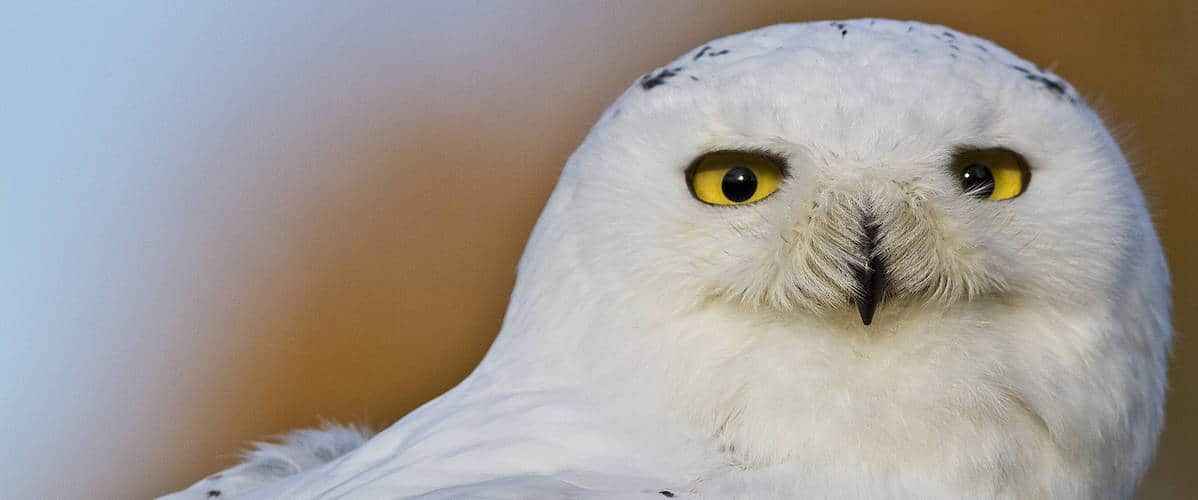 Snowy Owl at National Centre for Birds of Prey - National Centre for ...
