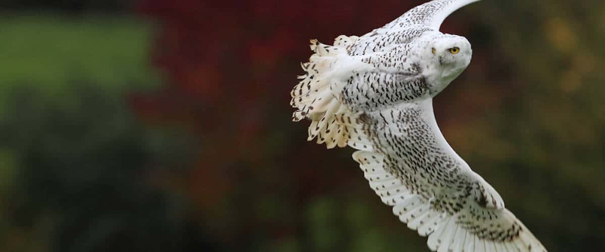 Snowy Owl at National Centre for Birds of Prey - National Centre for ...