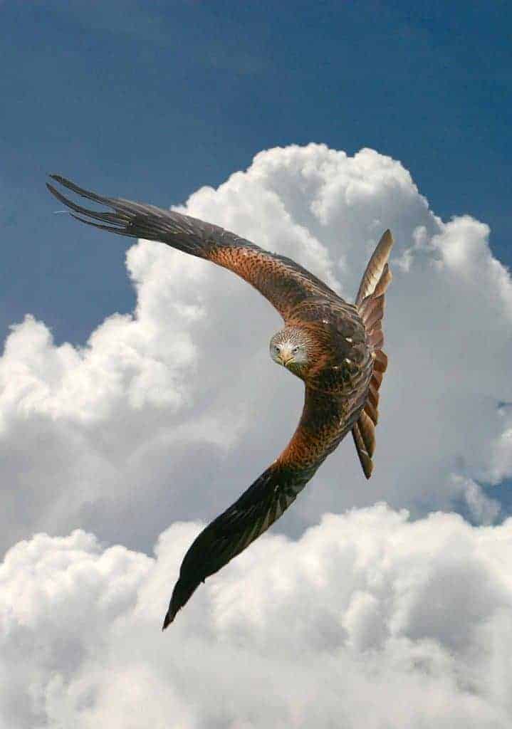 Red Kite at the National Centre for Birds of Prey