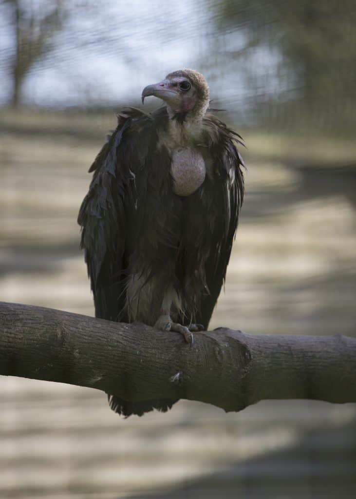 hooded vulture at the National Centre for Birds of Prey