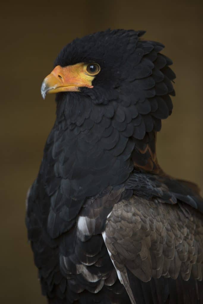 Bataleur Eagle at the National Centre for Birds of Prey