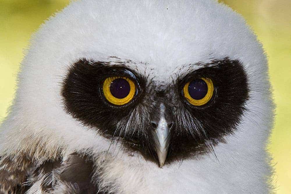 Spectacled Owl at the National Centre for Birds of Prey