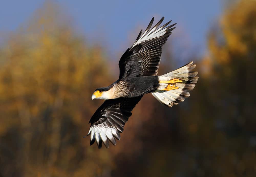 Crested Caracara at the National Centre for Birds of Prey