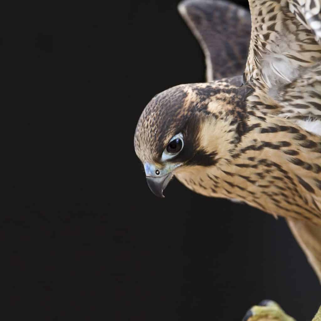 Peregrine at the National Centre for Birds of Prey