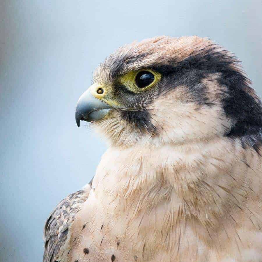 Lanner Falcon at the National Centre for Birds of Prey