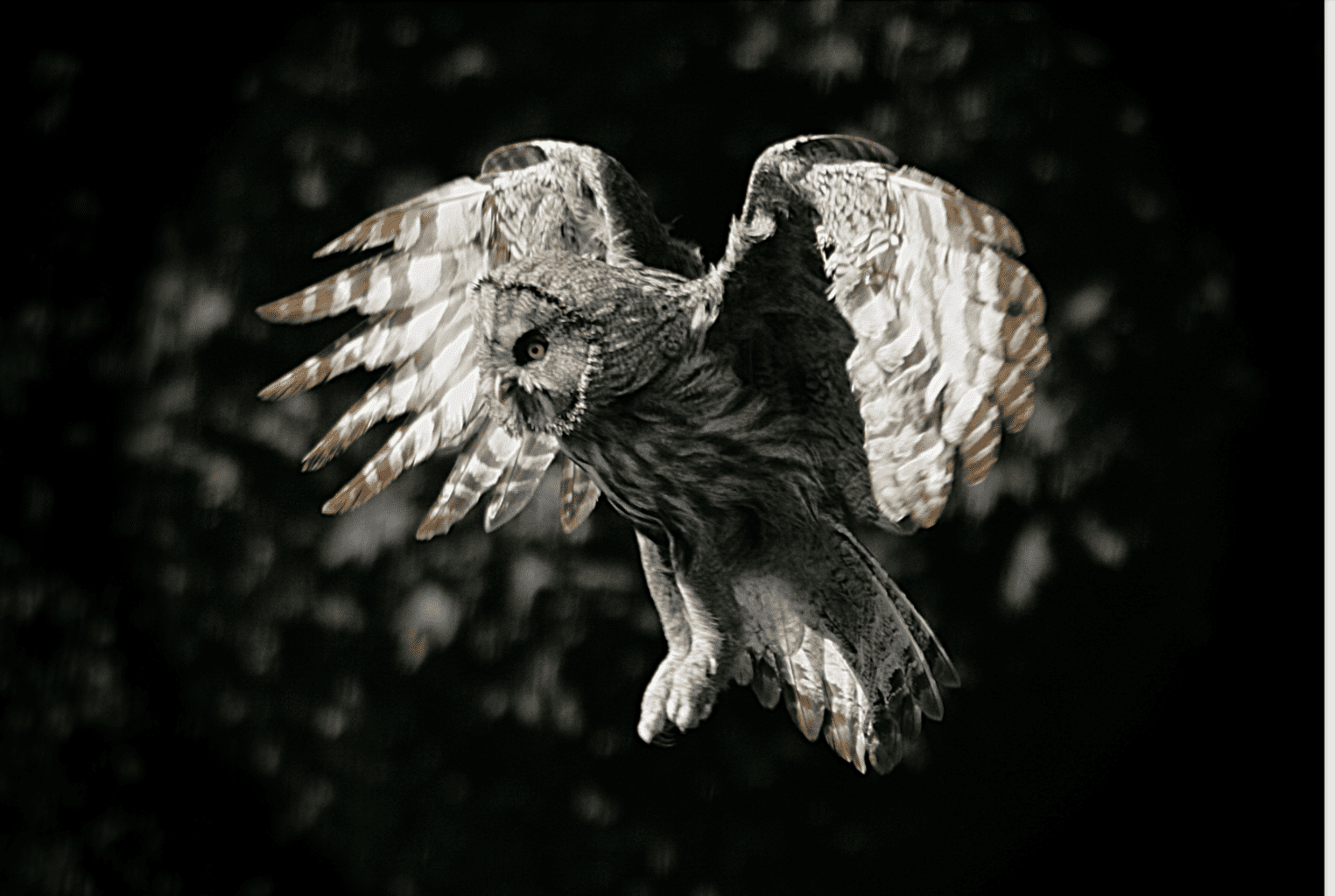 Great Grey Owl in flight, National Centre for Birds of Prey