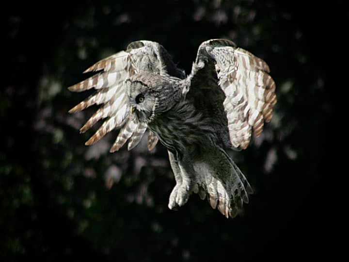 Great Grey Owl in flight, National Centre for Birds of Prey